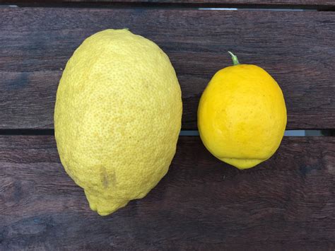 Citrus maguc lemon